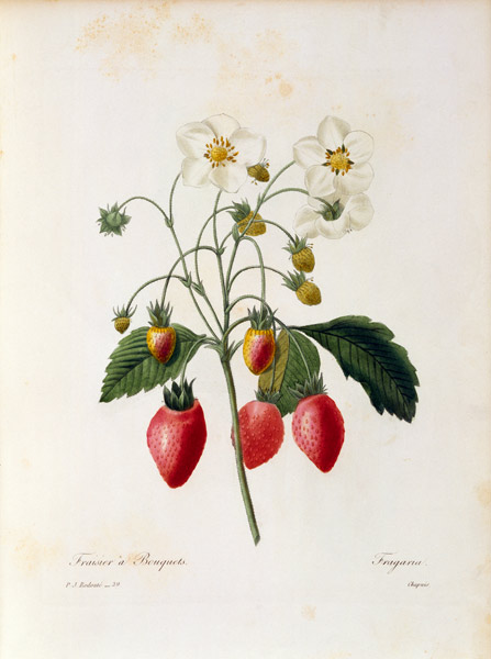 Strawberry from Pierre Joseph Redouté