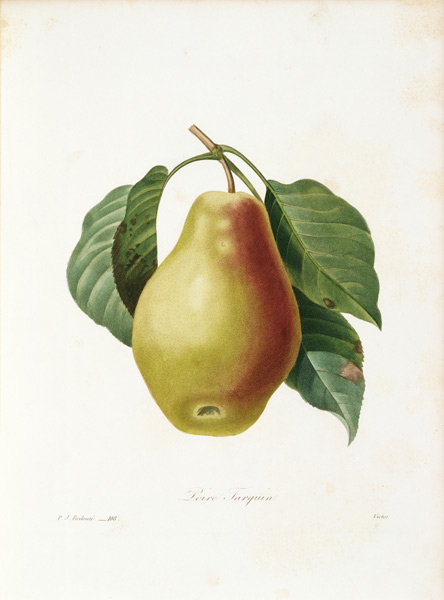 Tarquin pear / Redouté from Pierre Joseph Redouté