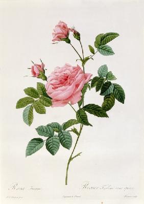 Rosa Inermis