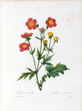 Geum coccineum (Cooky) / Redouté