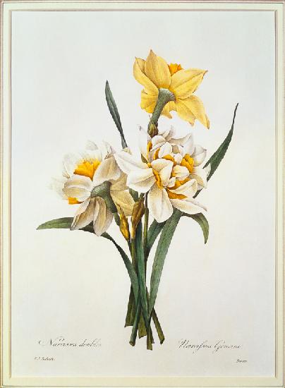 Narcissus gouani (double daffodil), engraved by Bessin, from 'Choix des Plus Belles Fleurs'