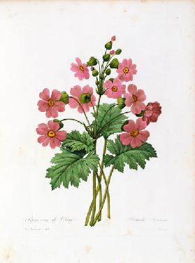 Primula Sinensis / Redouté