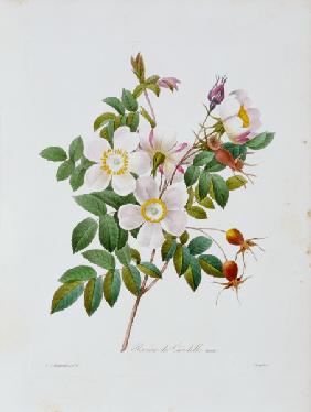 Rose, Candolle / Redouté 1835