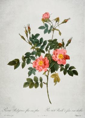 Rosa Rubiginosa Flore Semi-Pleno