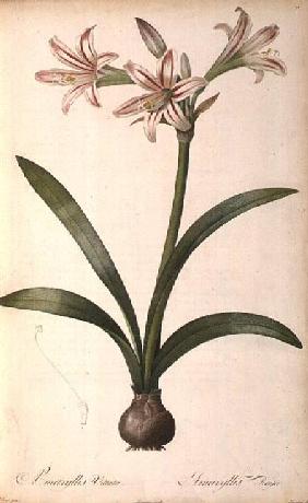 Amaryllis Vittata, from `Les Liliacees Amaryllisees'