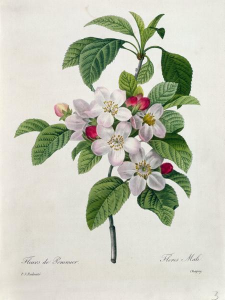 Apple Blossom, from 'Les Choix des Plus Belles Fleurs'