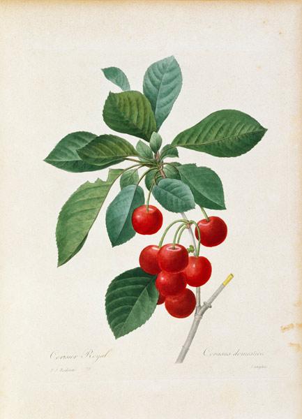 Cherry / Redouté