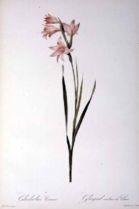 Gladiolus Carneus, from `Les liliacees'