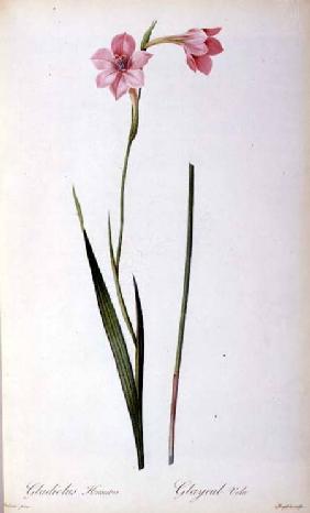 Gladiolus Hirsulus, from `Les Liliacees'