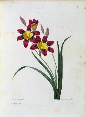Harlequin Flower / Redouté