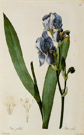Iris Pallida, from `Les Liliacees'