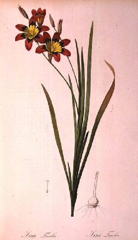 Ixia Tricolor, from `Les Liliacees'