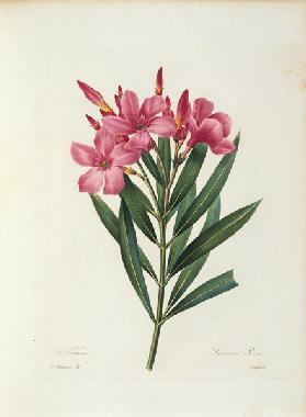 Oleander / Redouté