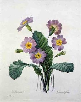 Primula (primrose), from 'Choix des Plus Belles Fleurs'