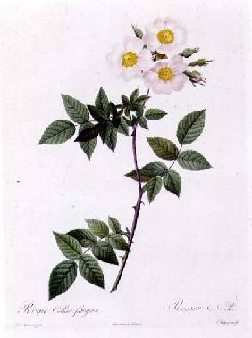 Rosa Collina fastigiata