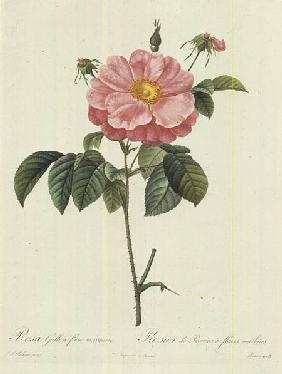 Rosa Gallica Flore Marmoreo