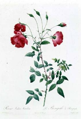 Rosa Indica Sertulata