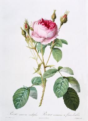 Rosa muscosa multiplex (double moss rose), engraved by Langlois, from 'Les Roses'