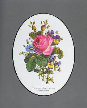 Rose of Cumberland, pansy and Zinerarie