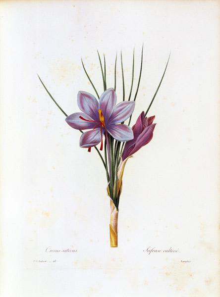 Saffron crocus / Redouté