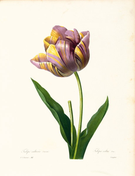 Tulip from Pierre Joseph Redouté