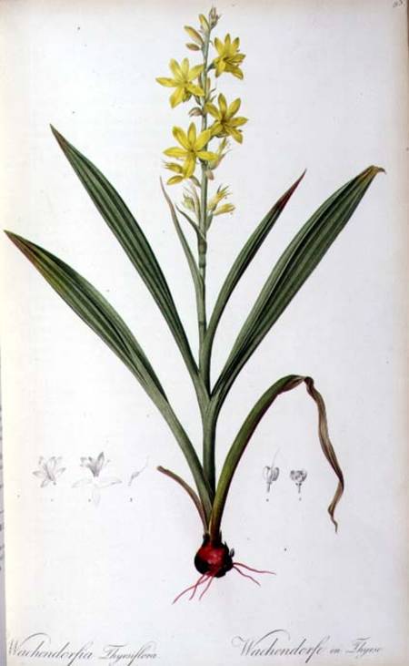 Wachendorfia Thyrsiflora, from 'Les Liliacees' from Pierre Joseph Redouté