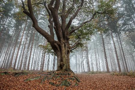 misty morning in the forest ....