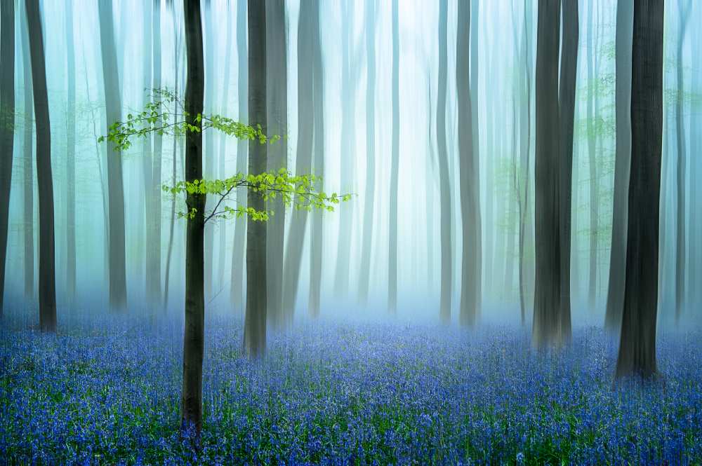 the blue forest ........ from Piet Haaksma