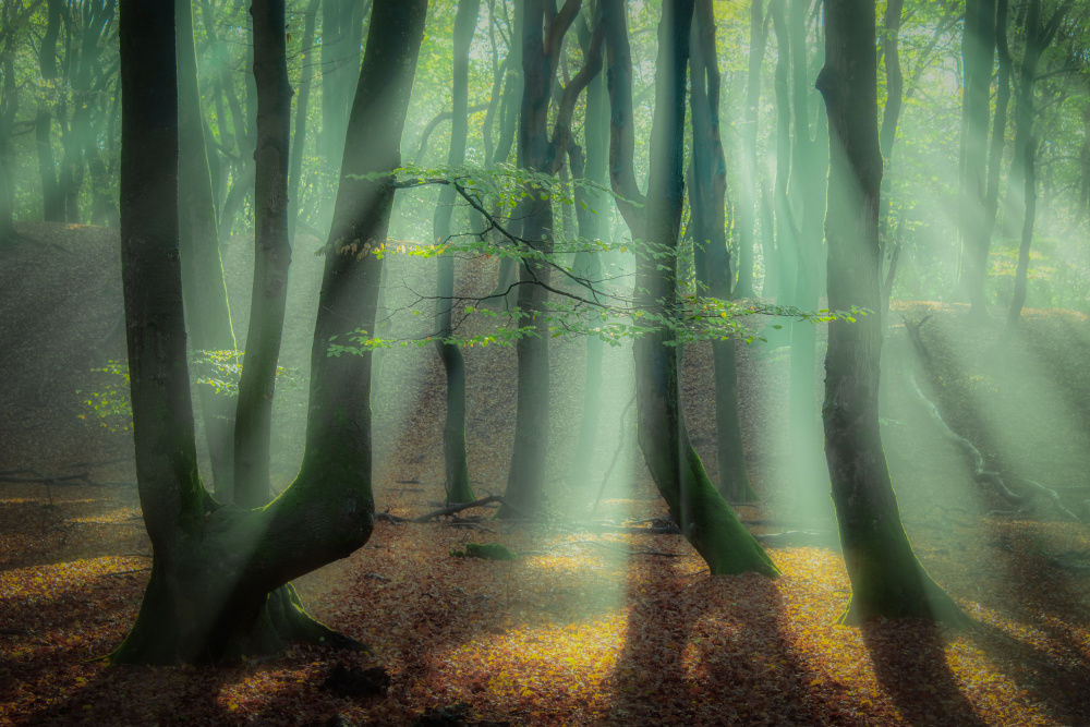 Magical forest. from Piet Haaksma