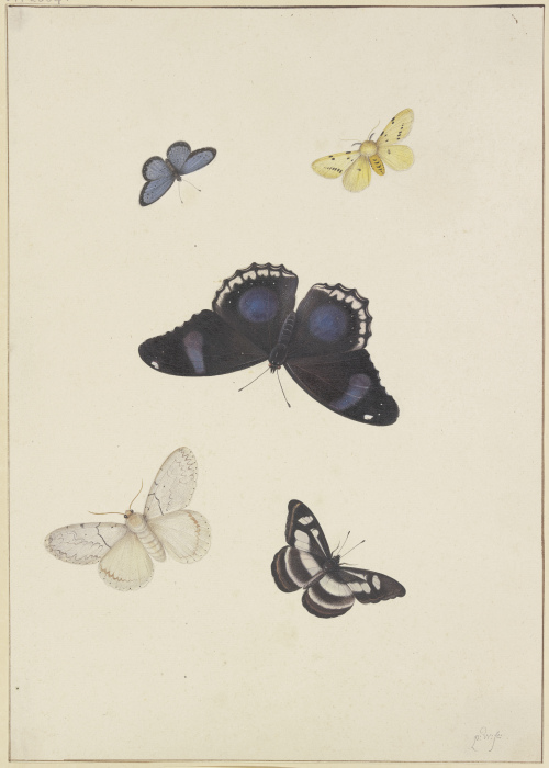 Five butterflies from Pieter Withoos