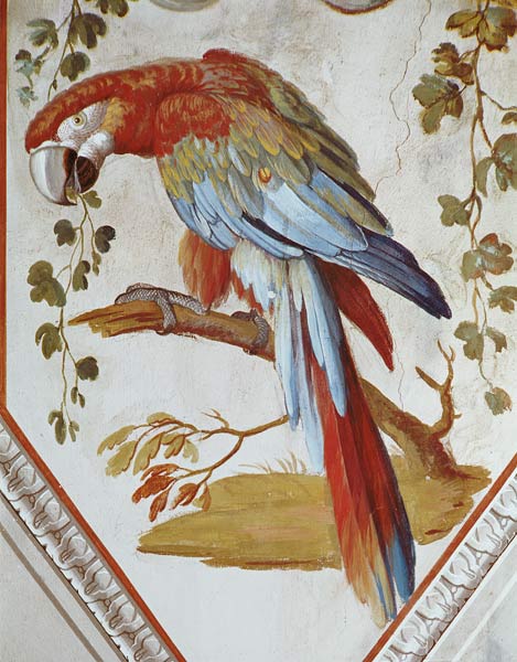 A Parrot from Pietro Rotati