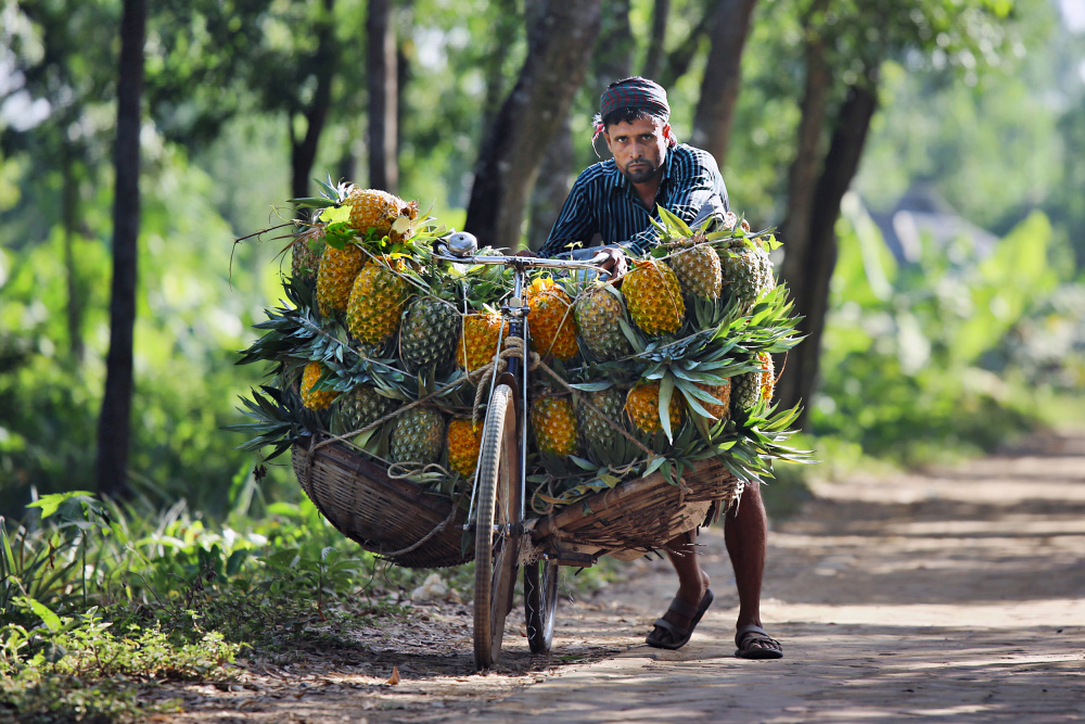 	 Pineapple sellers arrive at a market with bicycles laden with pineapples from Pinu Rahman
