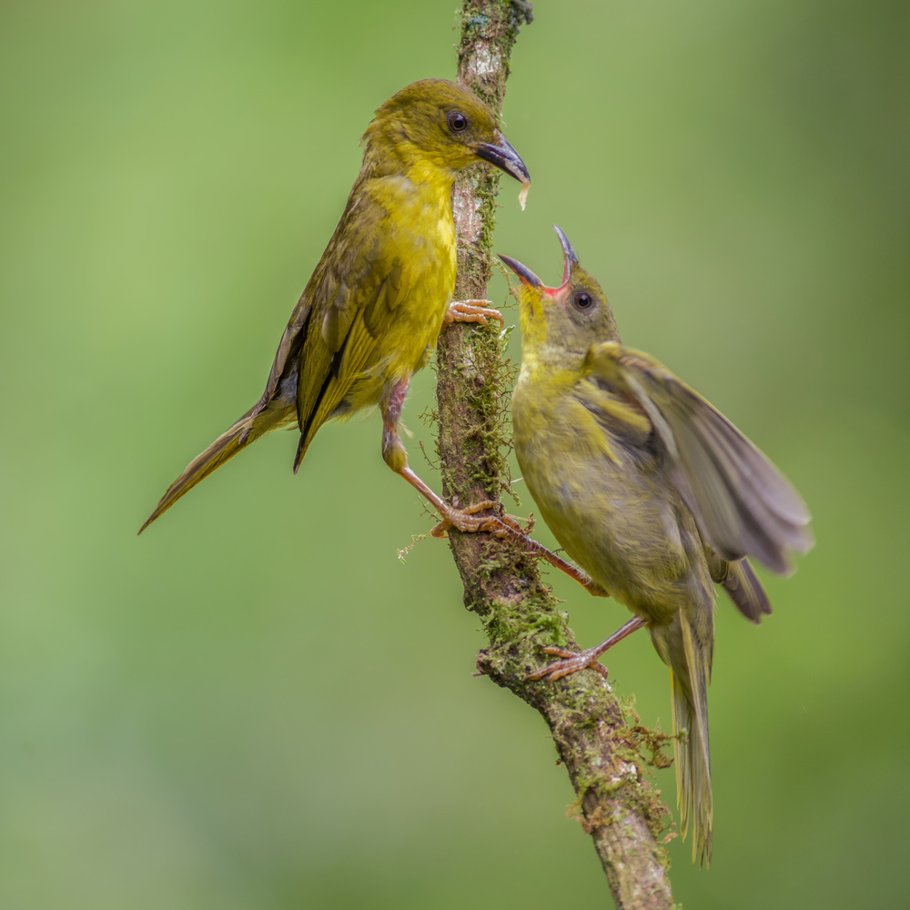 Olive-green Tanager feeding the chick from Piotr Galus
