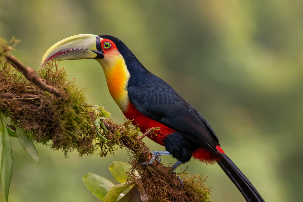Red-breasted Toucan from Piotr Galus