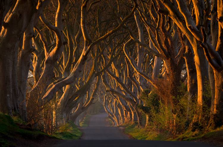 The Dark Hedges in the Morning Sunshine from Piotr Galus
