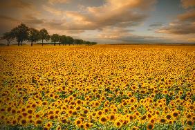 Sunflowers