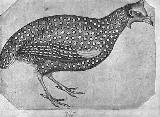 Guinea Fowl, from the The Vallardi Album (pen and ink and w/c on paper) from Pisanello