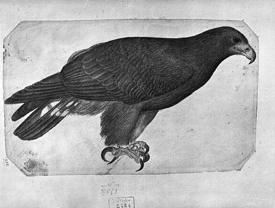 Hawk, from the The Vallardi Album (pencil & w/c on paper) from Pisanello