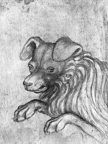 Head of a dog, from the The Vallardi Album from Pisanello