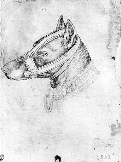 Head of a muzzled dog, from the The Vallardi Album from Pisanello