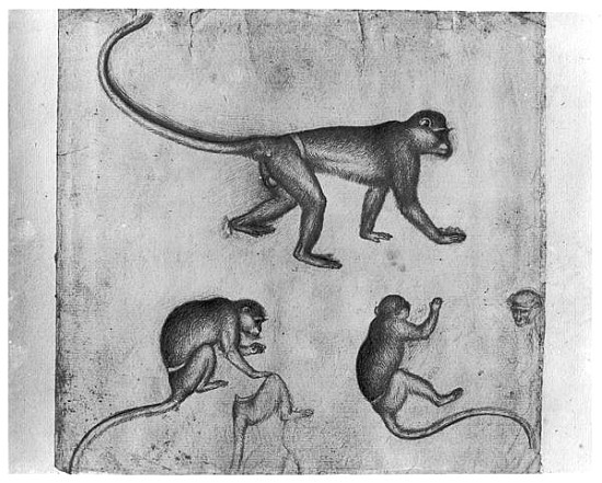 Monkeys, from The Vallardi Album from Pisanello