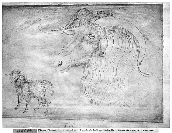 Ram and head of a ram, from the The Vallardi Album from Pisanello