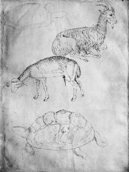Two tortoises, goat and sheep, from the The Vallardi Album