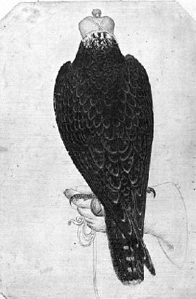 Hawk on hand, seen from behind, from the The Vallardi Album