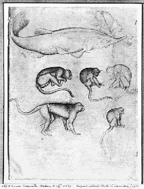 Six Monkeys and a Sturgeon, from The Vallardi Album