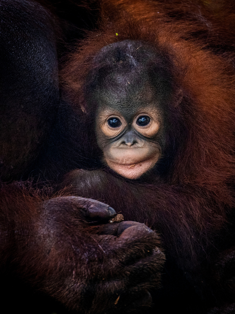 Baby Barney from Prabu Dennaga