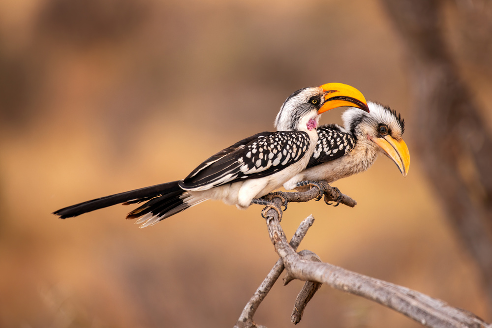 Southern Yellow-billed Hornbill from Q Liu