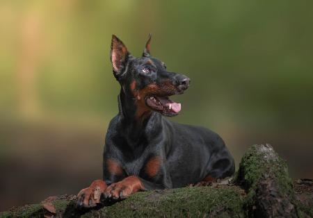 Doberman Nira