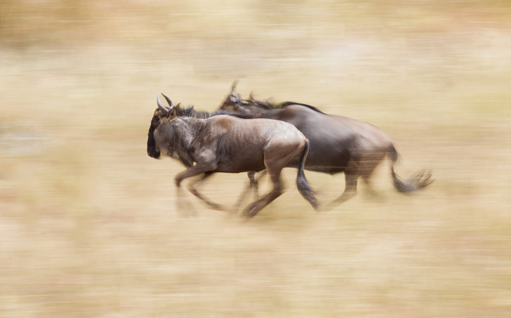Wildebeests On The Run from Raffi Bashlian