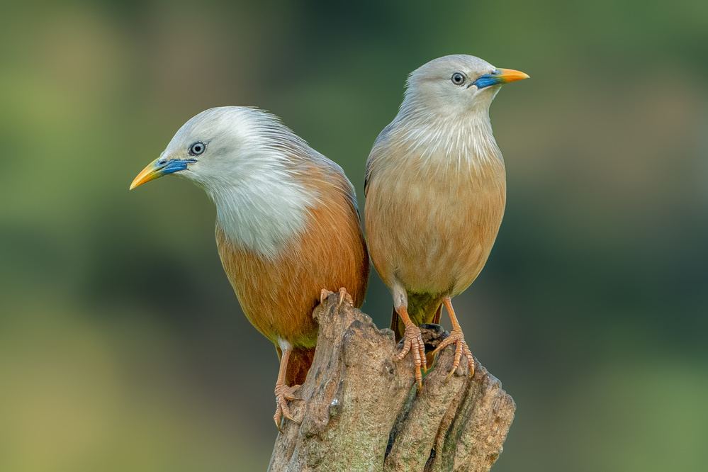 Love birds from Rahul Wedpathak